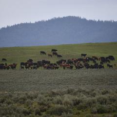 Cows in a pasture on a hill; larger hills with pine trees in the distance