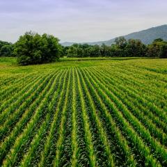 crop field in West Virginia