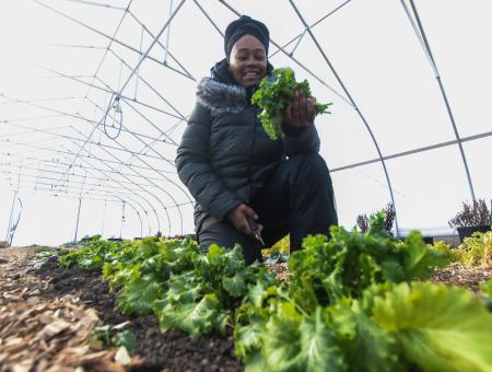 Sharrona Moore, the found of Lawrence Community Gardens, harvests mustard greens in the garden's high tunnel on Feb. 2, 2021. The high tunnel was funded in part through the Natural Resources Conservation Services' Environmental Quality Incentives Program (EQIP), which Moore signed up for in 2018. The EQIP funding will also be used to plant a hedgerow at the garden located in Lawrence, Indiana. (Indiana NRCS photo by Brandon O'Connor)