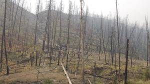 Burned trees dot a hillside after a wildfire. Both erosion and regrowth of ground vegetation cabn be seen.
