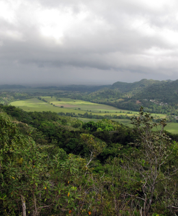humid flood plain in the karst region - north central area of Puerto Rico