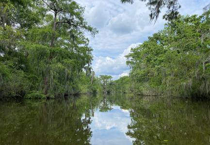 Photo of a bayou in Louisiana.