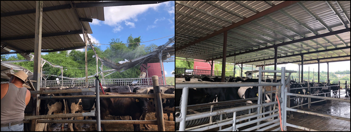 Left: Empresas Aulet Dairy cattle confinement area roof severely damaged by hurricane María (photo by Rafael Davila). Right: New roof and cover installed in Oct. 2019 to safely confine cattle and protect water quality (photo by Eng. Alberto Atienza).