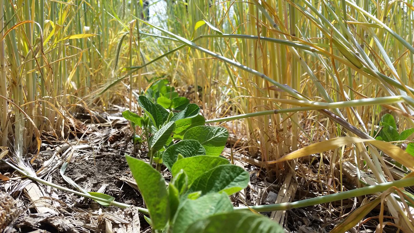 Rye cover crop