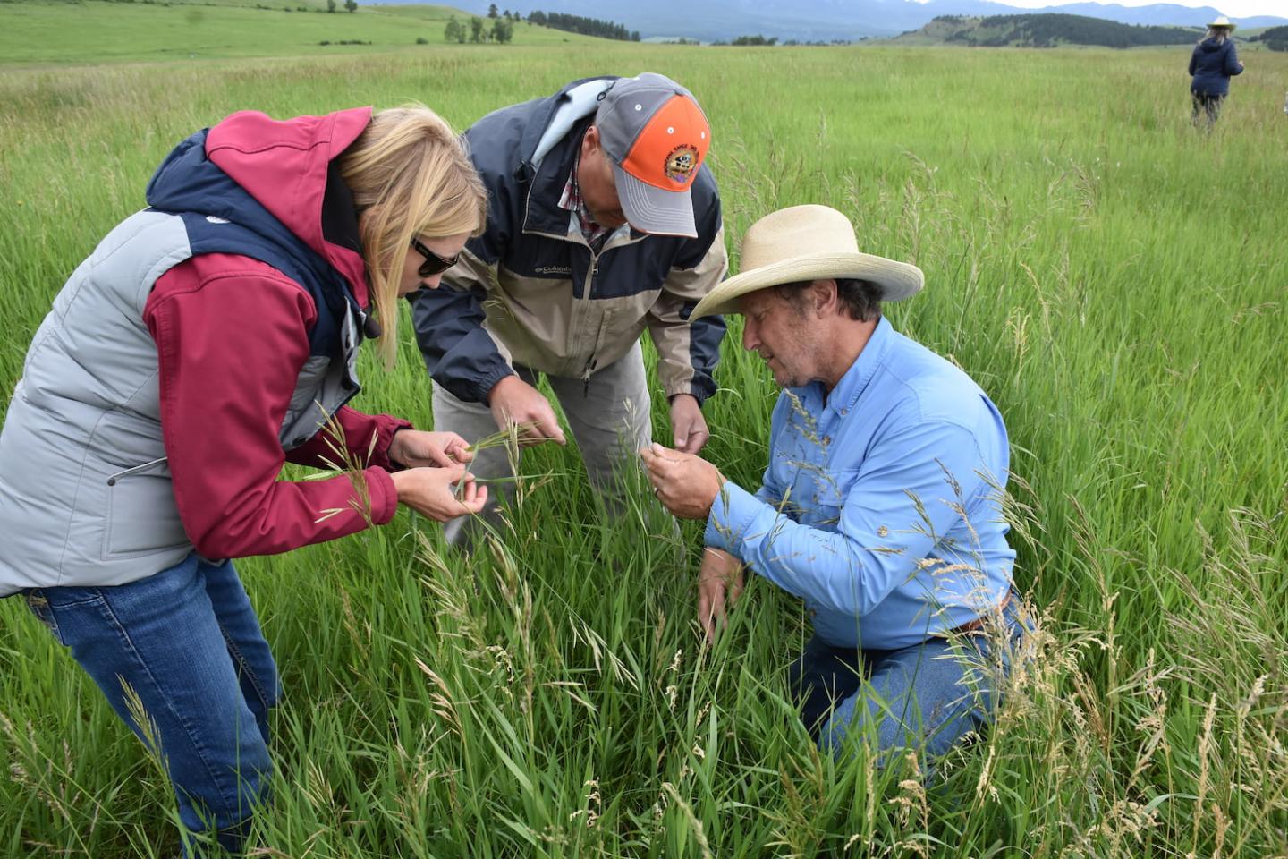 Montana employees and producer examine range plants