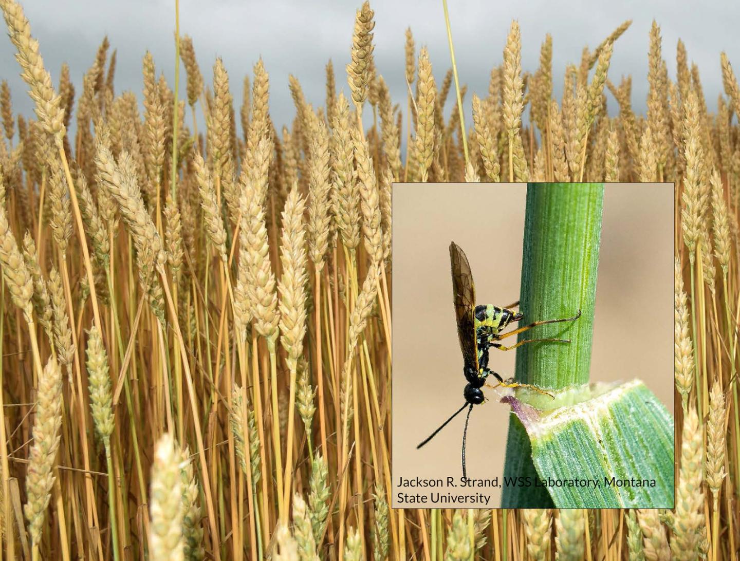 Wheat crop in the background with an inset of a wheat stem sawfly female.