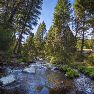 forest stream