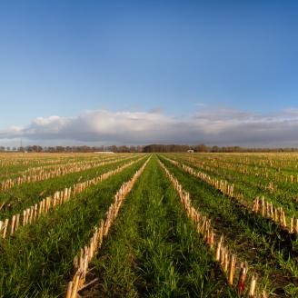 Cover Crop