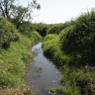 Green vegetation grows on both sides of a stream.