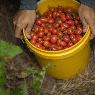 SD Urban Ag Tomatoes Brown Hands