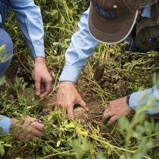 NRCS employees look at soil structure in an alfalfa field near Broadview, Montana.