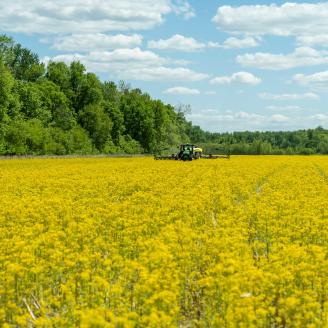 Soybeans are planted into corn residue and wild mustard, with trees to the left and cloudy blue skies above.