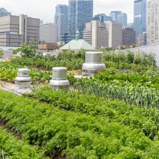 urban garden with city skyline