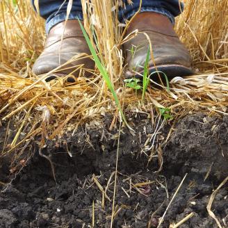 farmer standing on top of ground next to dug pit, soil profile