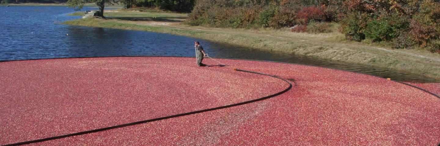 Wet cranberry harvest in Massachusetts