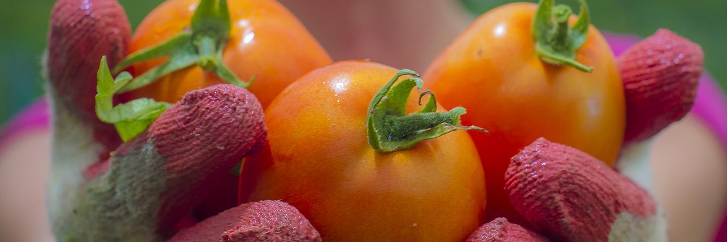 Hands with gloves holding tomatoes.