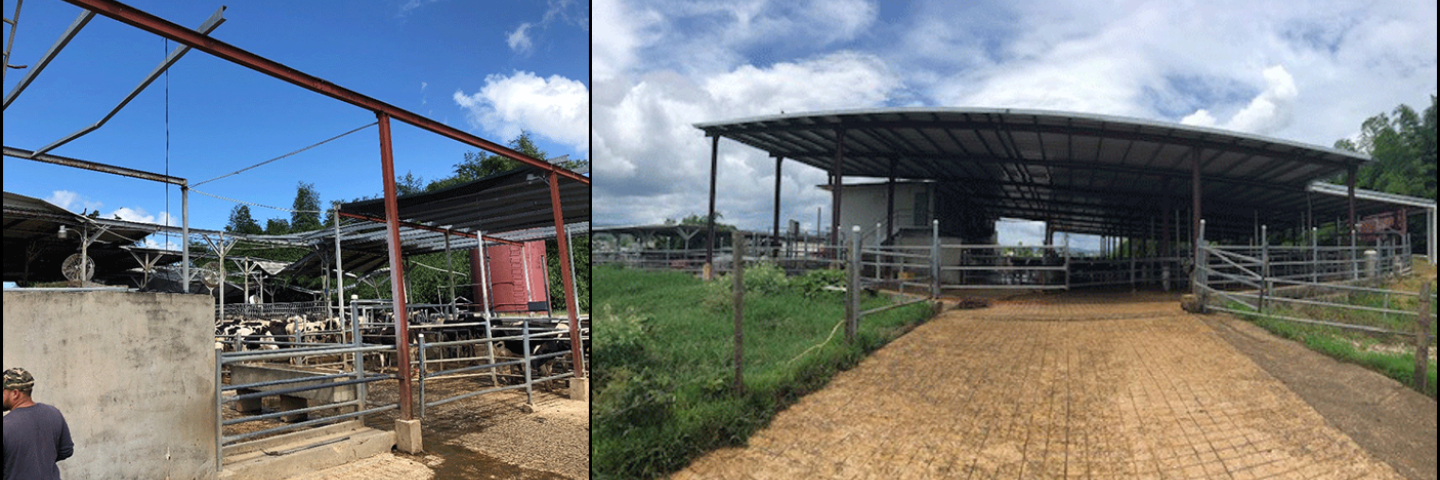 Empresas Aulet Dairy roof repair in Morovis, PR, after Hurricane Maria - left dairy roof destroyed by the hurricane, right roof repaired with assistance from NRCS. Photos by Engineer Alberto Atienza.