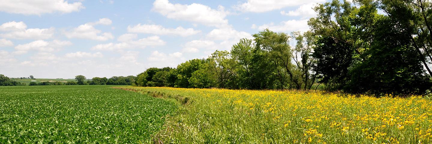 A filter strip provides wildlife habitat and erosion protection from a nearby stream from pollutants running off cropland in southwest Iowa.