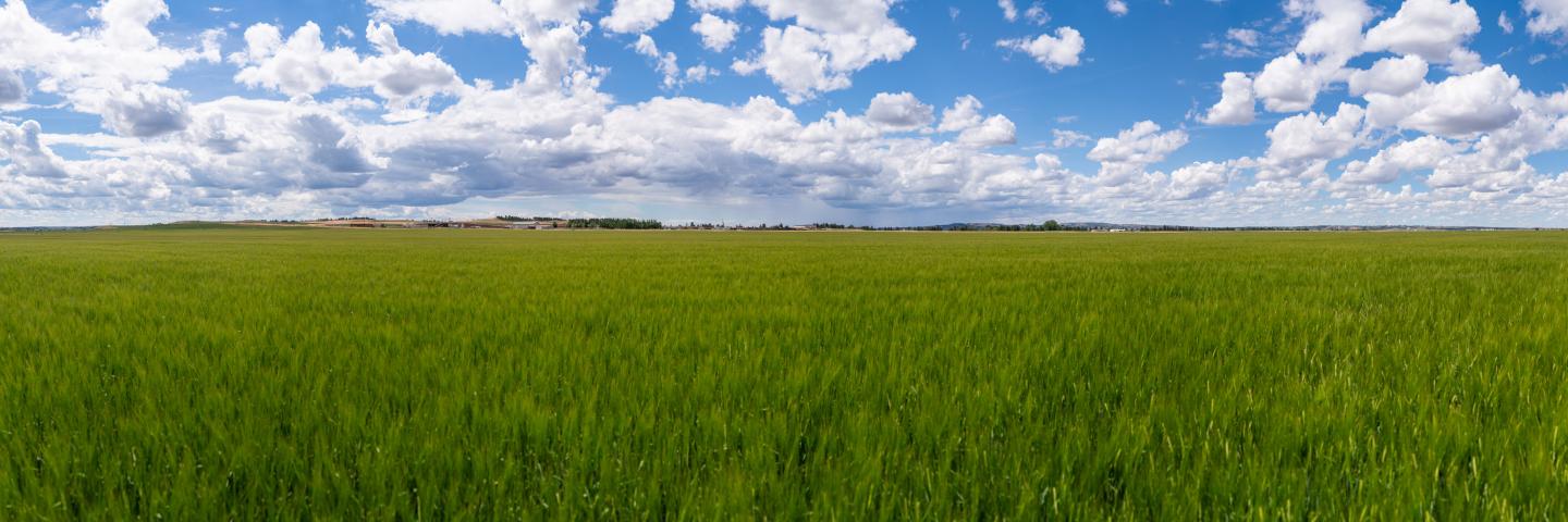 Panoramic view of barley field in Yellowstone County, Montana