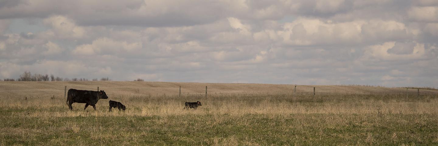 South Dakota Rangeland