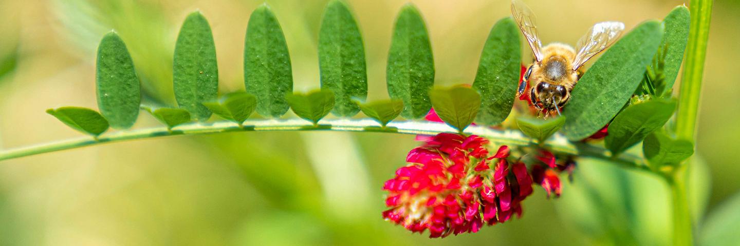 Close up of a bee on crimson clover.