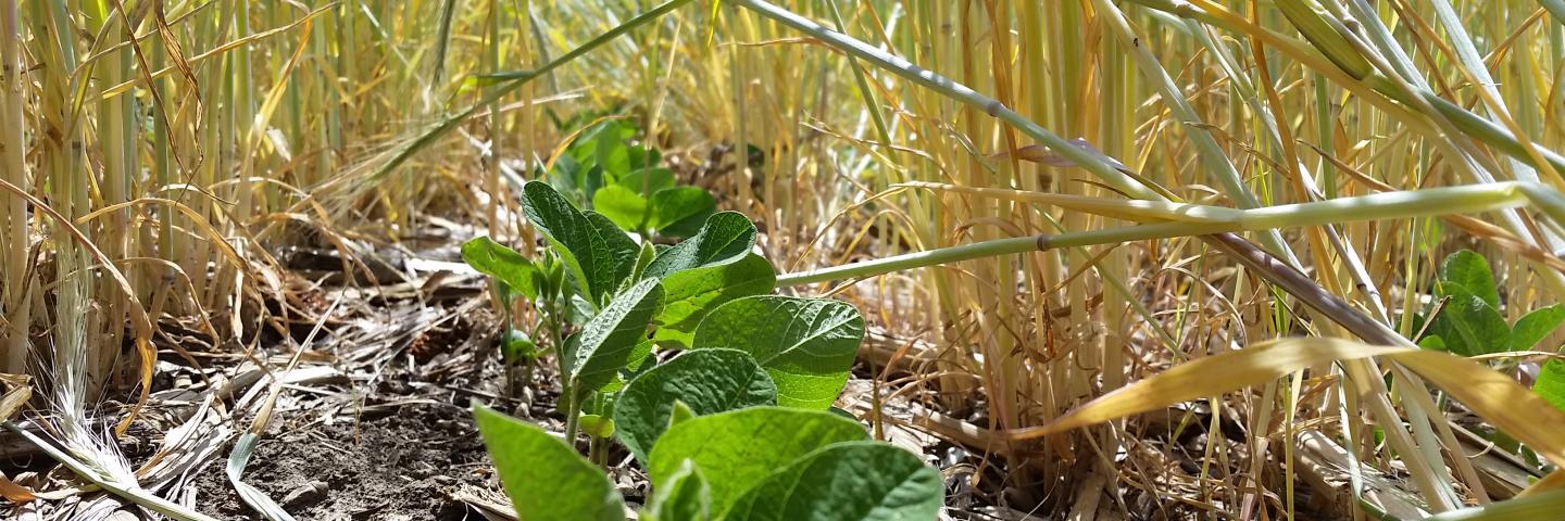 Rye cover crop