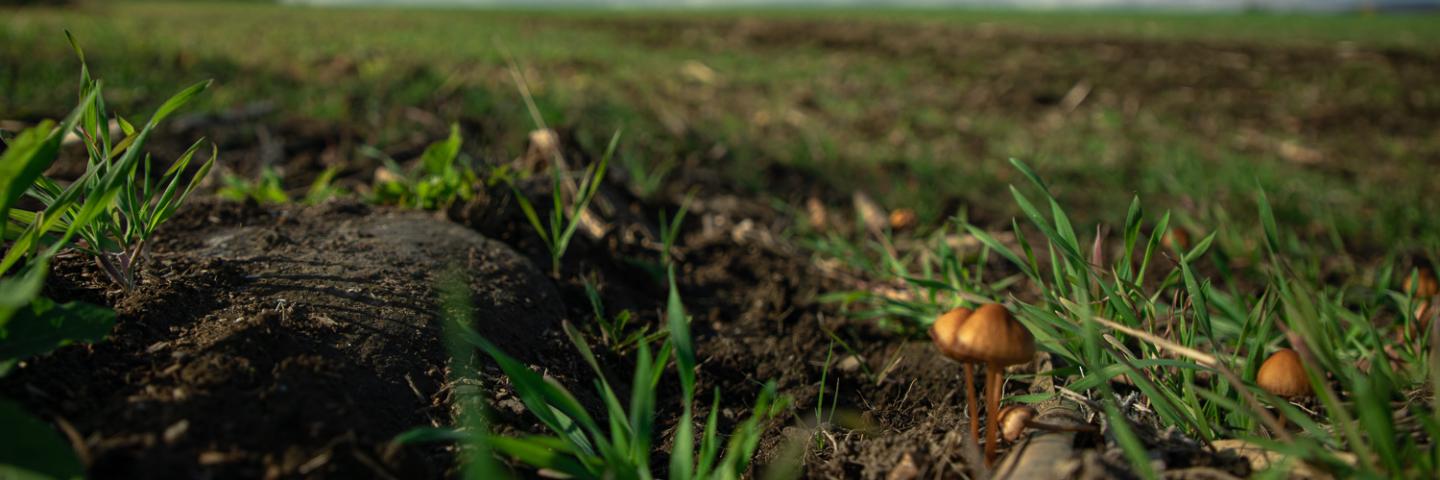 A picture of cover crops in a field in New Hampshire