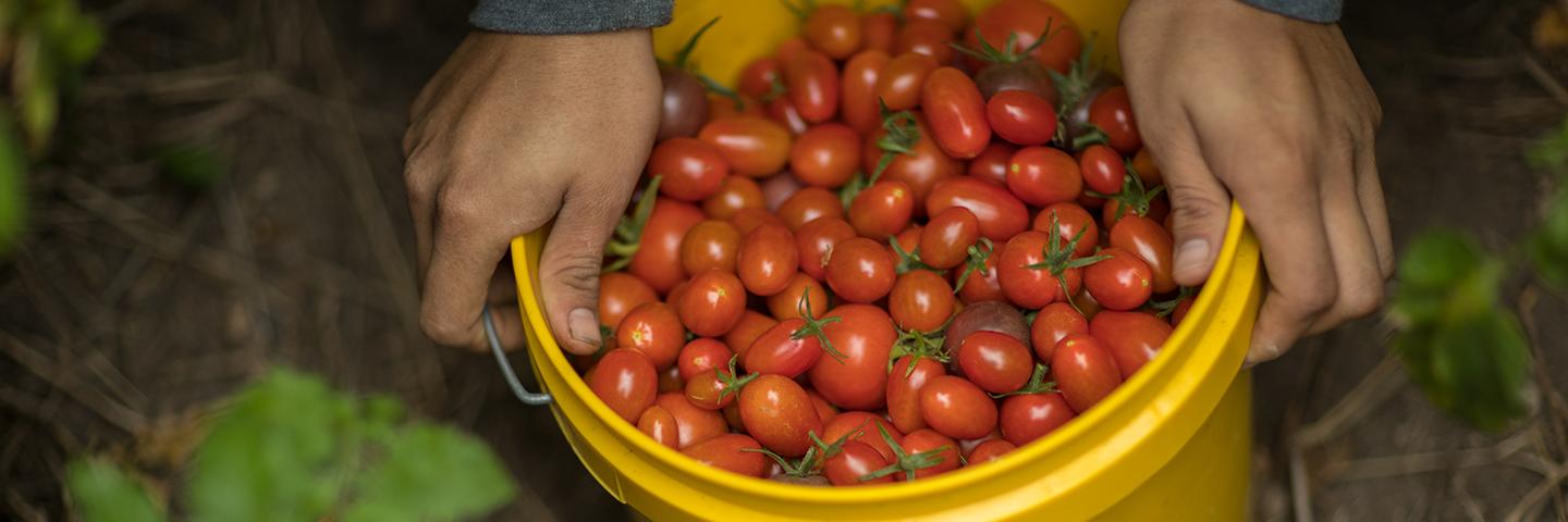 Bucket of small tomatoes