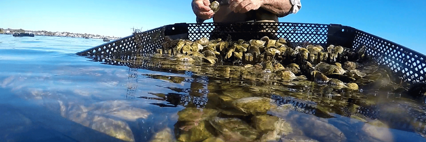 Rhode Island oysterman checks basket of spat on shell that is half underwater in Winnapaug Pond, Westerly, RI..