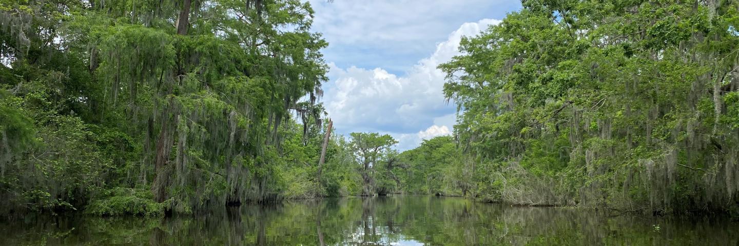 Photo of a bayou in Louisiana.