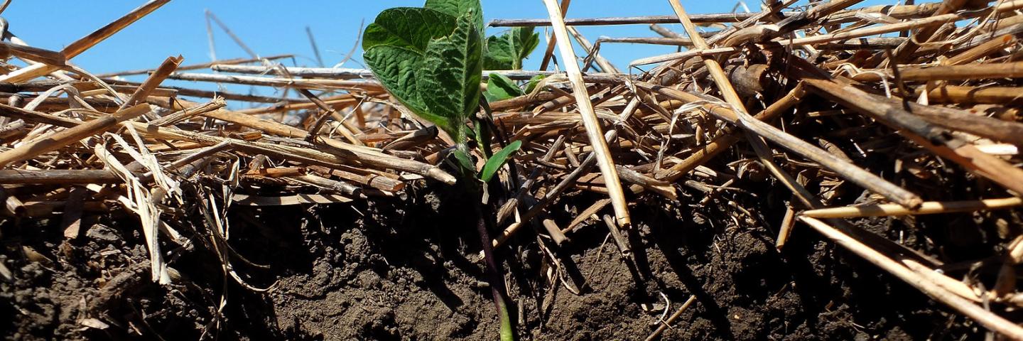 Soybeans Planted into Winter Wheat Stubble

File Type jpg | Picture Size 2550 x 1913

 

Biological activity helps winter wheat residue decompose to become precious organic matter that helps plants grow. Years of managing soil for residue and to improve its quality allowed organic matter to build up making the darker color near the surface.

 

A no-till field since 1990, this field has excellent organic matter under a corn-corn-broadleaf-wheat-broadleaf rotation for the last 10 years. 2011 was winter wheat