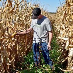 Brady Kruger examines cornstalks shortly before harvest in 2020.