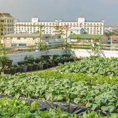 Rows of potted lettuce and on city building rooftop