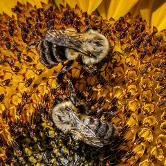 Two bees in the center of a sunflower.