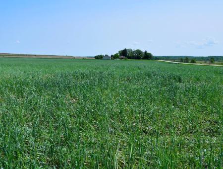 Green cereal rye, used as a cover crop. There's a house in the distance and a road to the far right of the image. There are blue skies above.