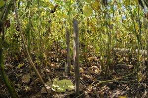 Dead corn surrounded by dead leaves as cover crop