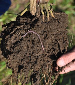 Hand holding root ball and soil