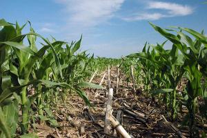 Rows of young corn surrounding row of dead corn, as cover crop