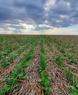 soybeans and a cover crop field